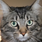Monsieur Pico